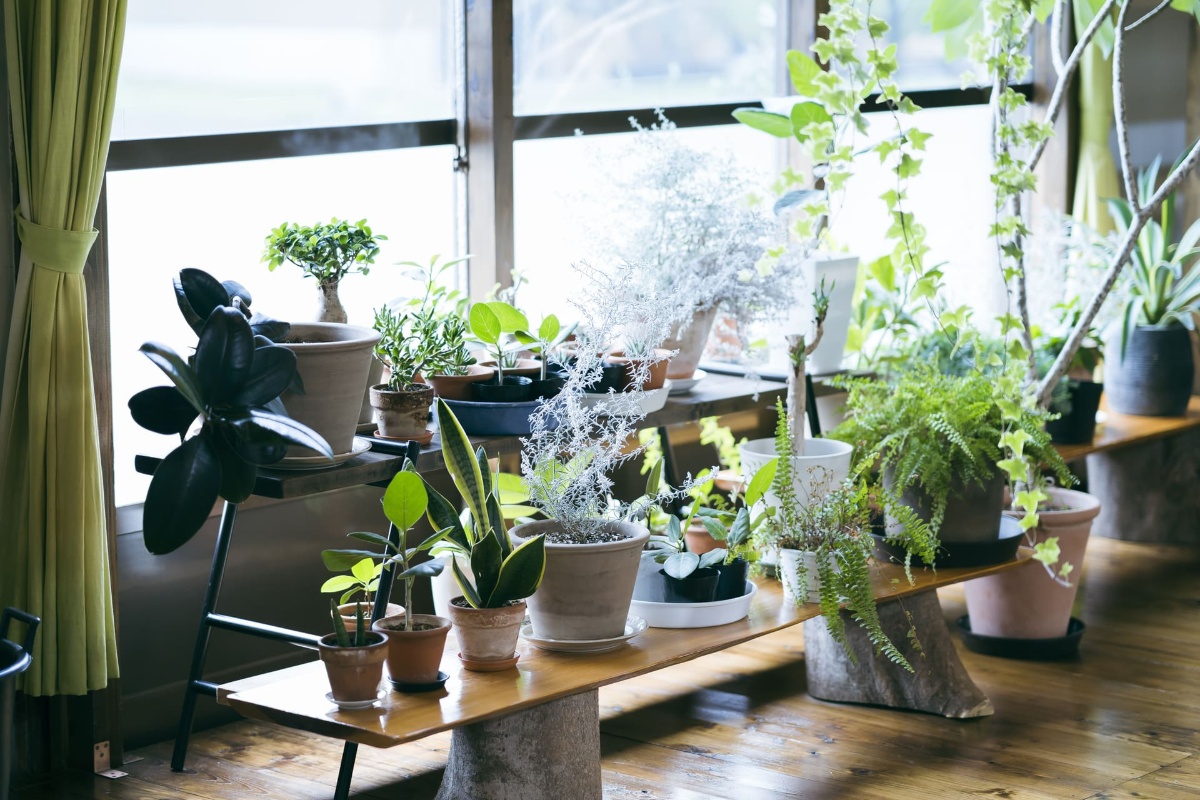 植木販売