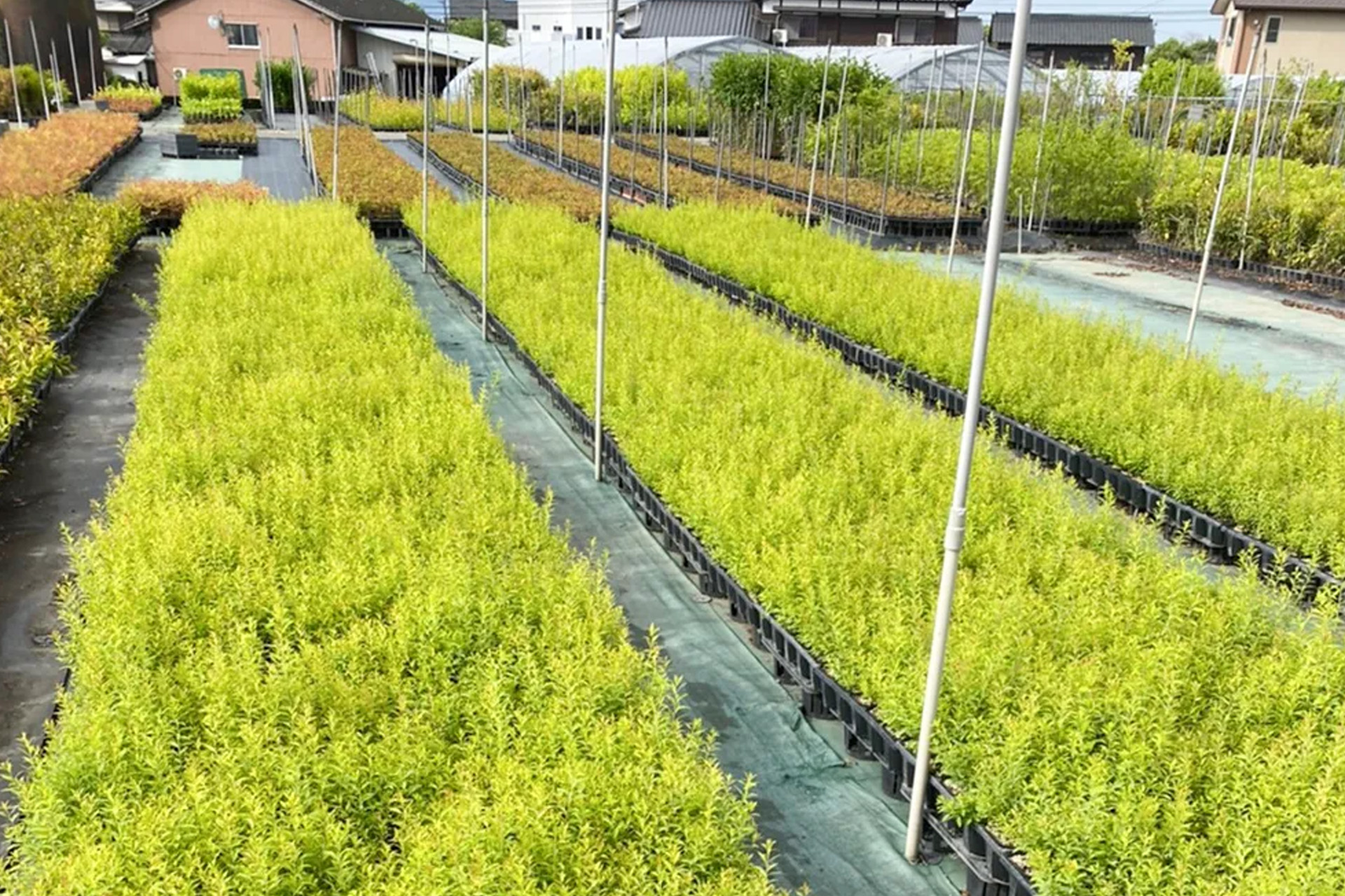 山林苗の販売 | 植木の販売なら谷川緑販