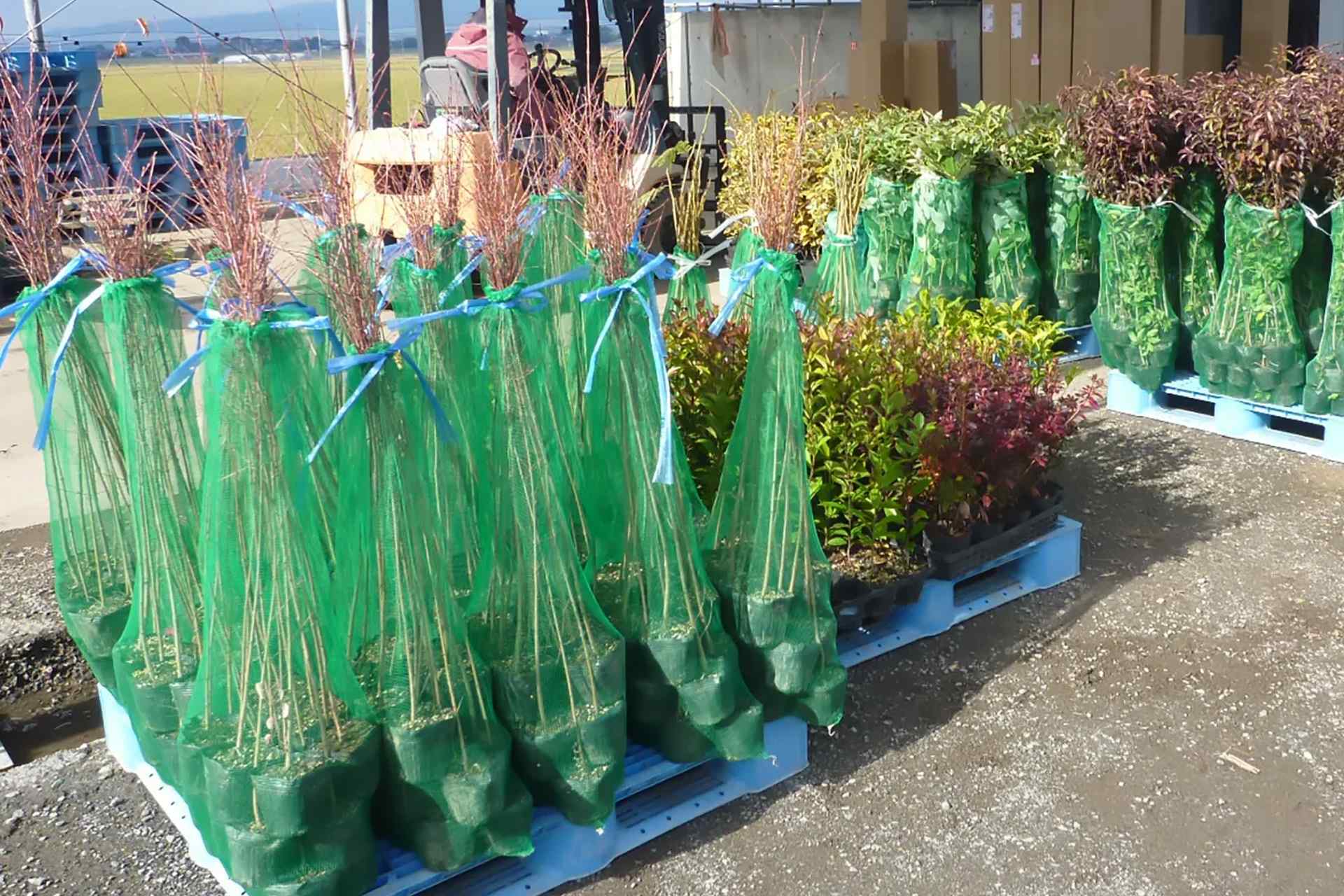 業者様向けの販売 | 植木の販売なら谷川緑販