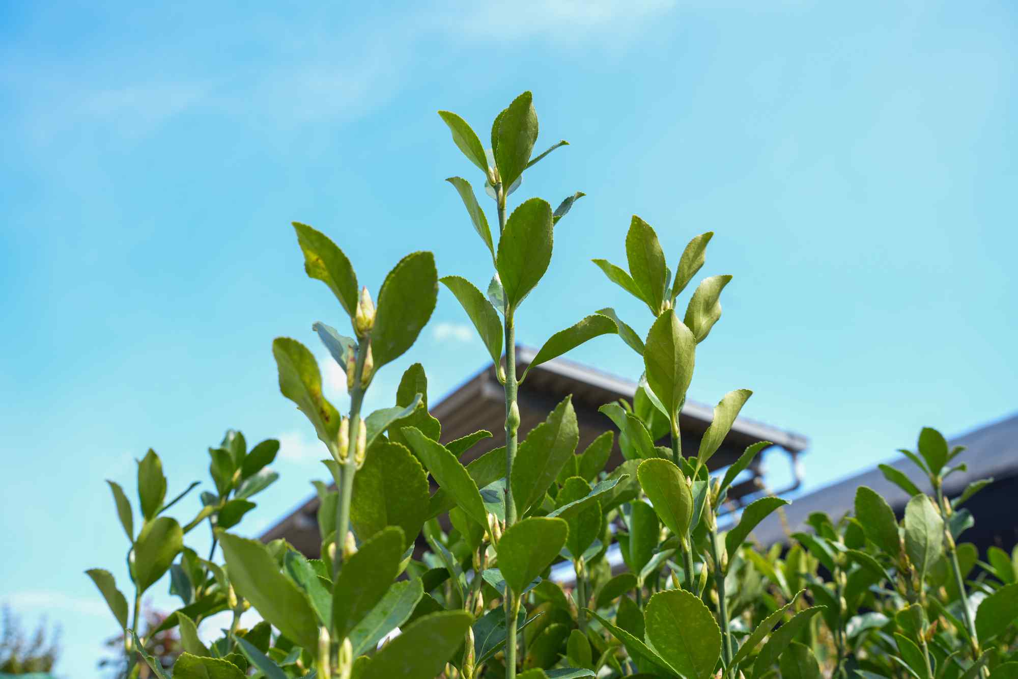 卸の対応 | 植木の販売なら谷川緑販