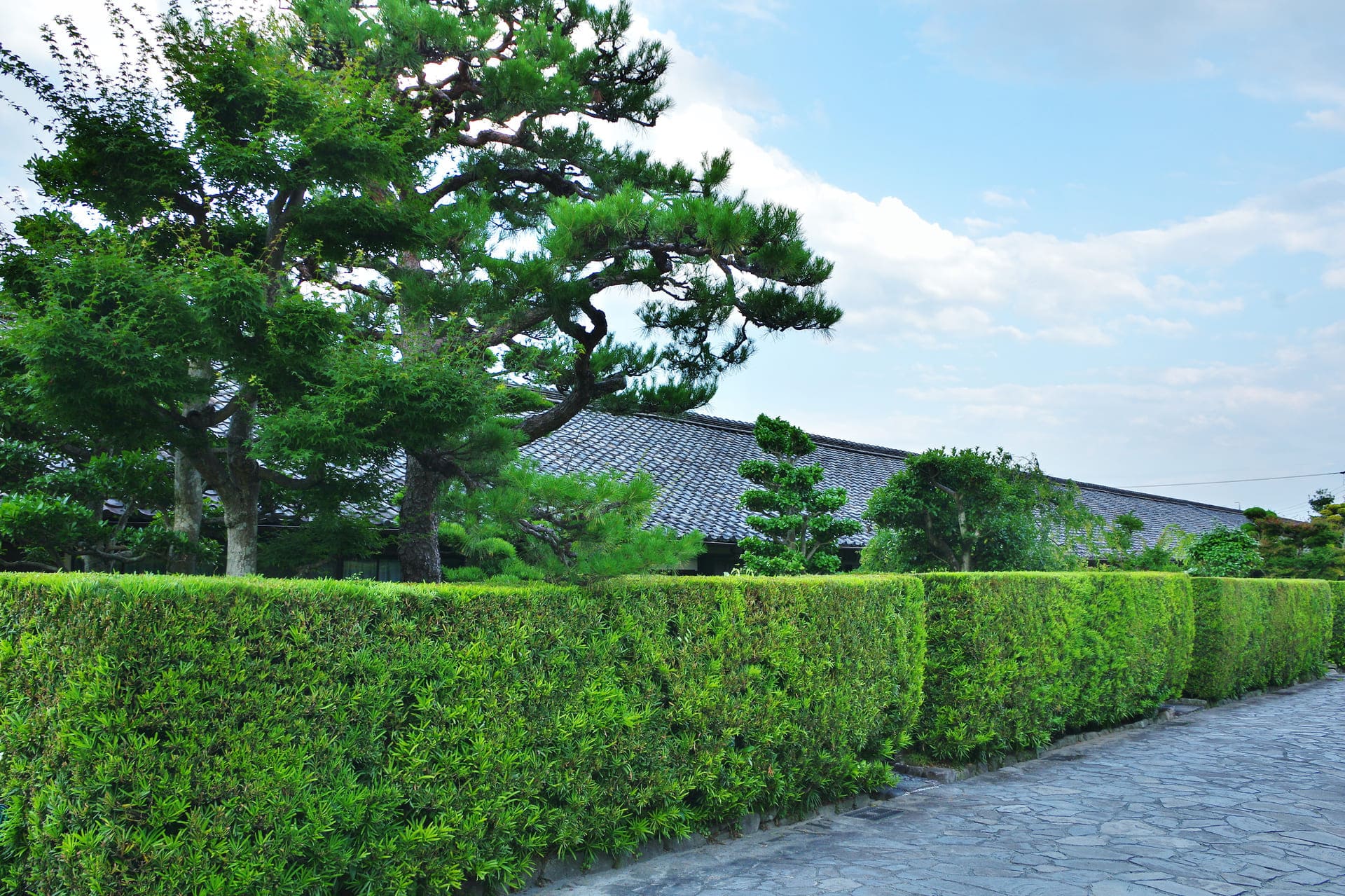 生垣の対応 | 植木の販売なら谷川緑販