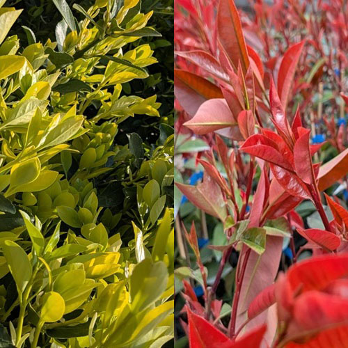 美しい庭を育てる植木管理法