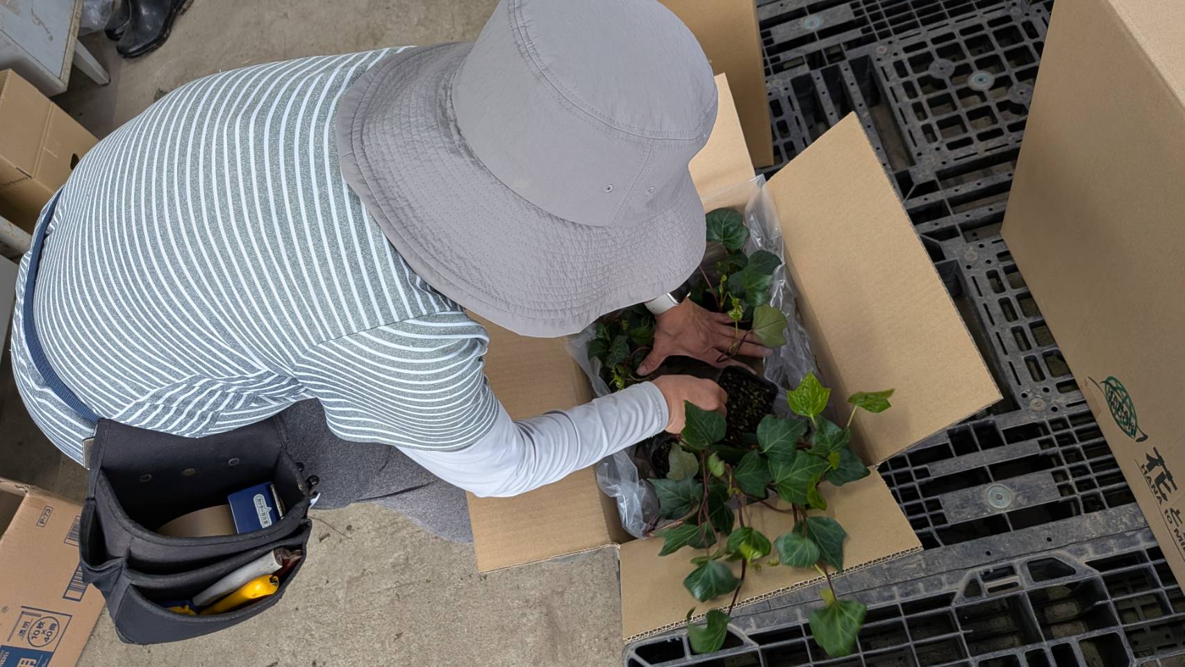お手頃価格で高品質の植木