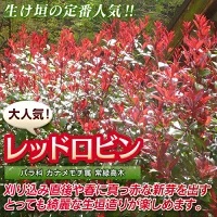 庭の設計と植木選びのポイント
