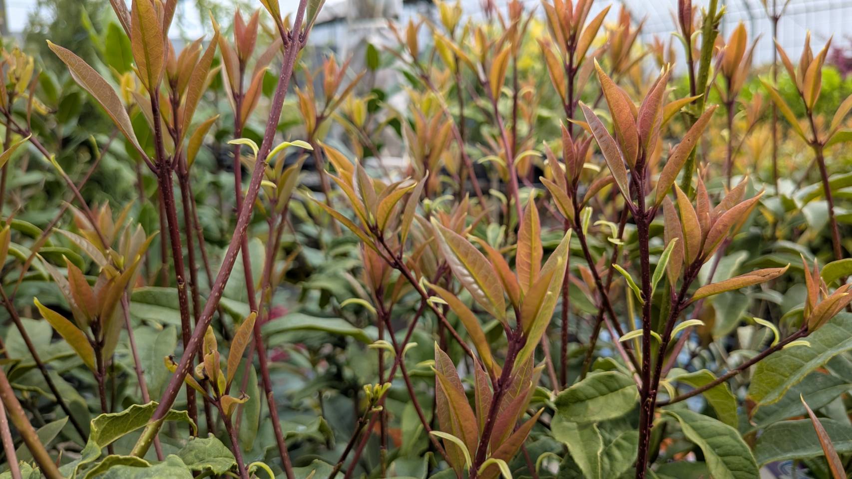 新しい命が息づく、キンモクセイの新芽を手に入れよう！