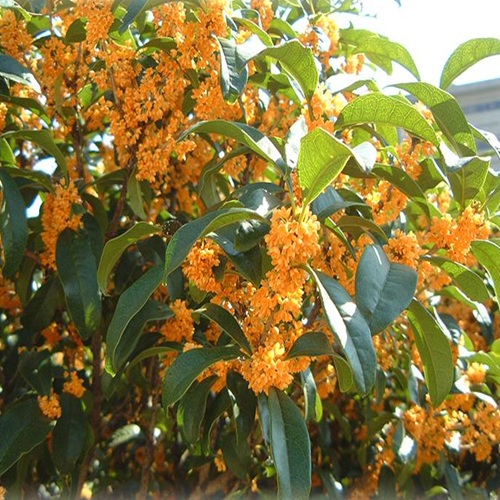 新芽の手入れと育て方