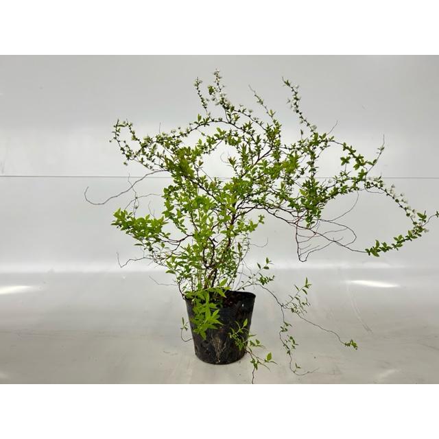 植木の選び方と育て方