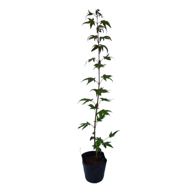 植栽に適した場所