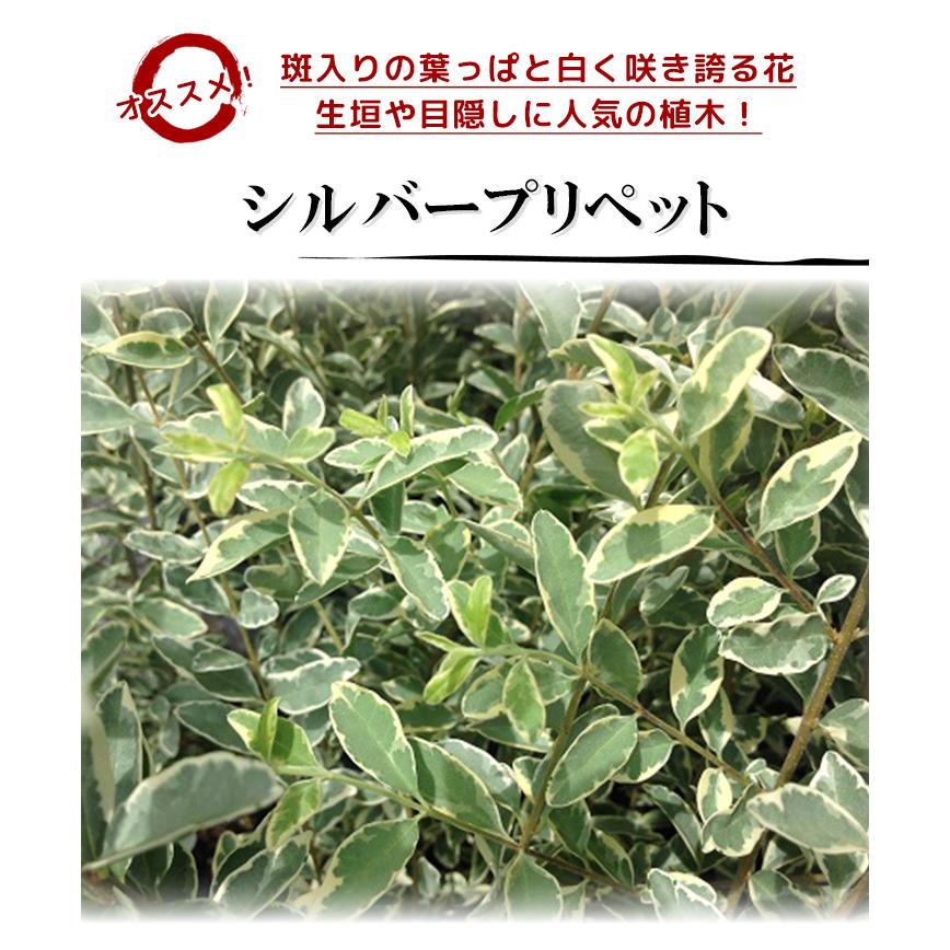 育てるポイント