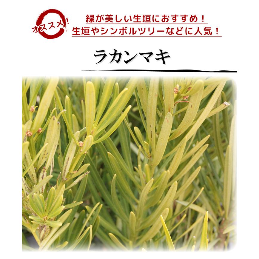 育て方と管理方法