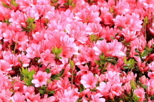 植栽計画のお手伝い