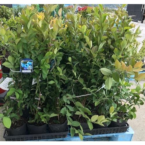 当社のブルーベリー苗の特徴