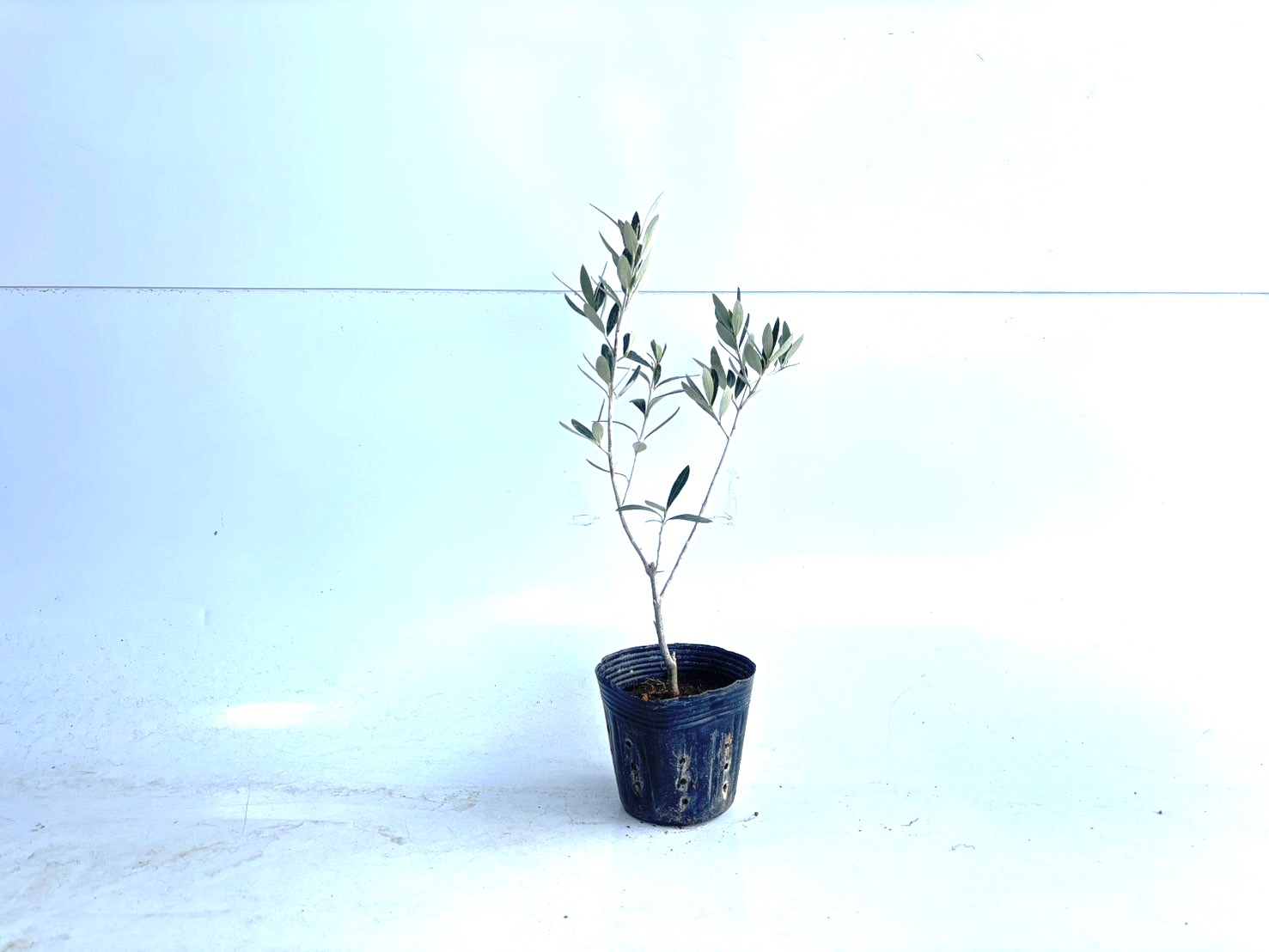 育成管理の重要性