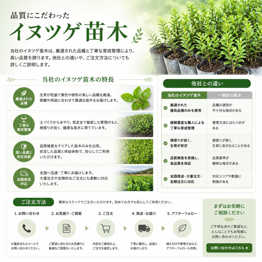 品質保証！当社のイヌツゲ苗木