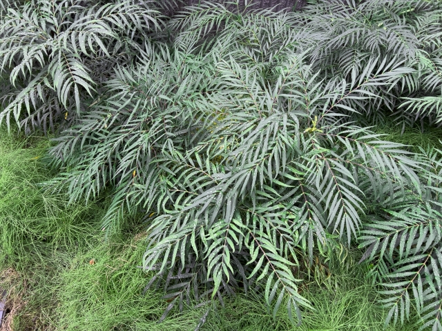 マホニア・コンフューサ　  植木　苗木　　販売中