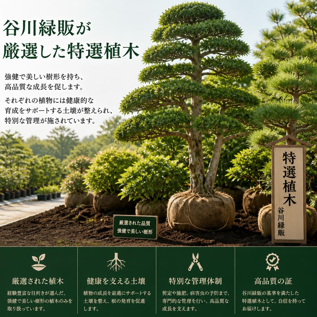 特選植木の特徴