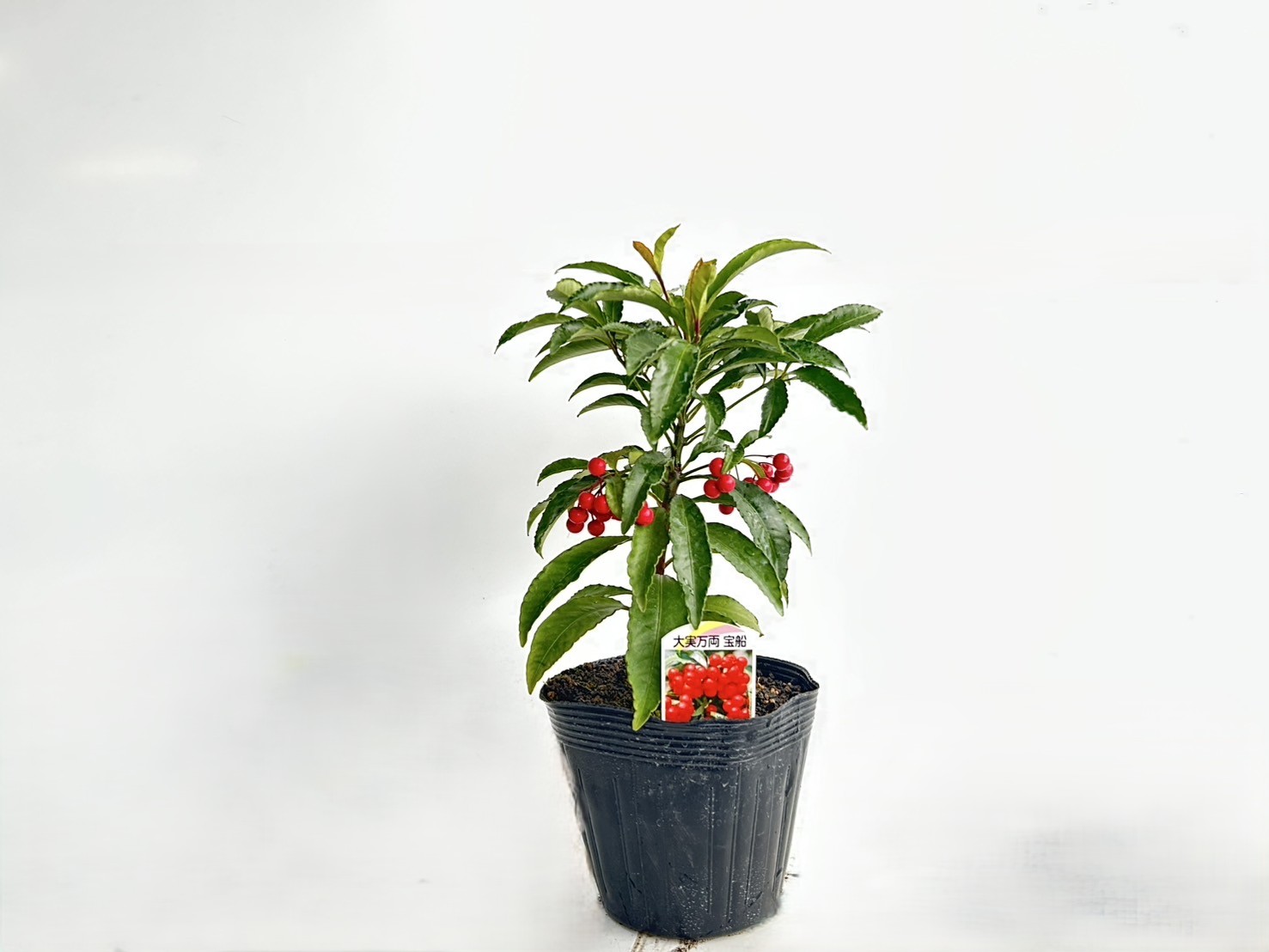 縁起良く育てる、あなたの幸せを引き寄せる植木たち
