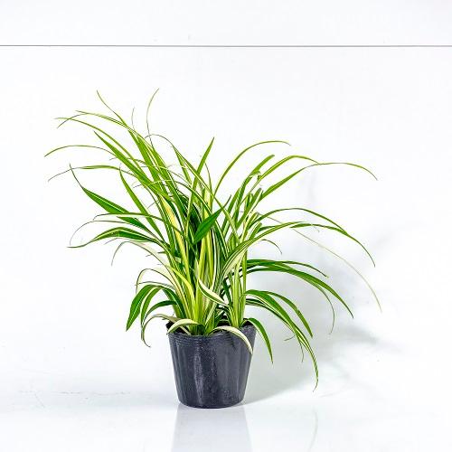 美しい庭作りの鍵、斑入り植木を手に入れよう！