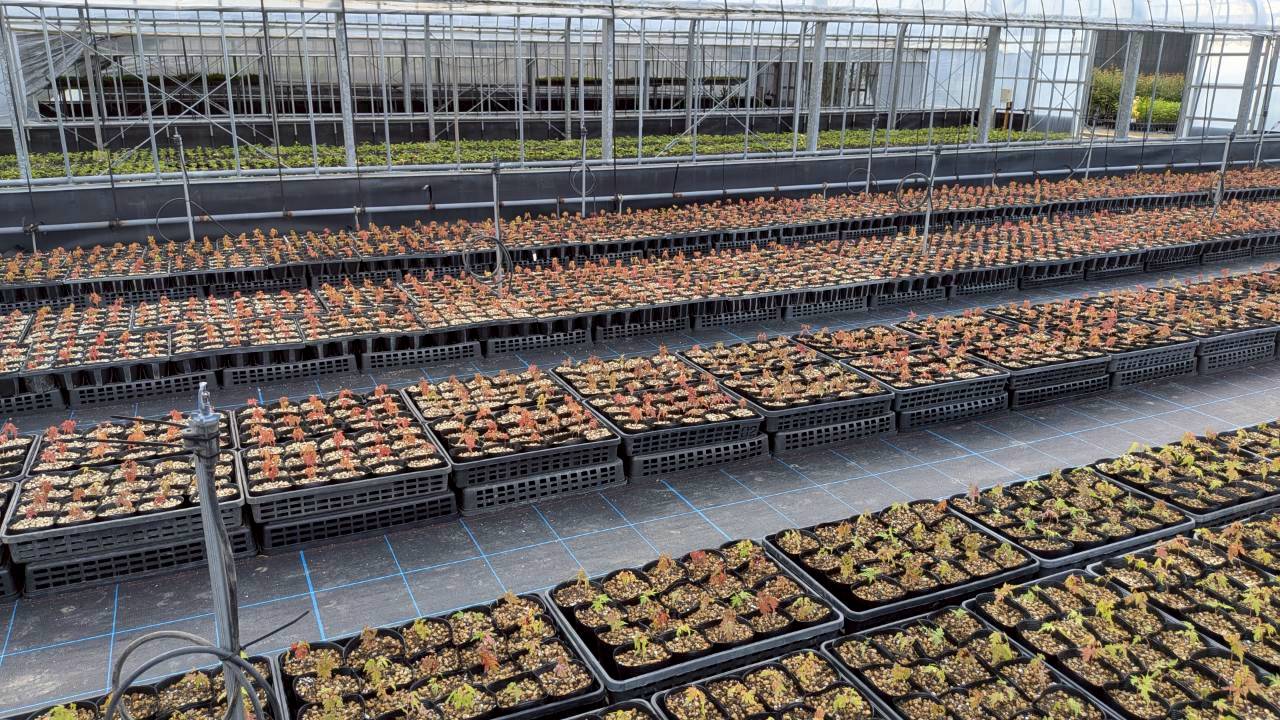 秋の訪れと共に、こだわりの植木をご提案します。ぜひご連絡ください！