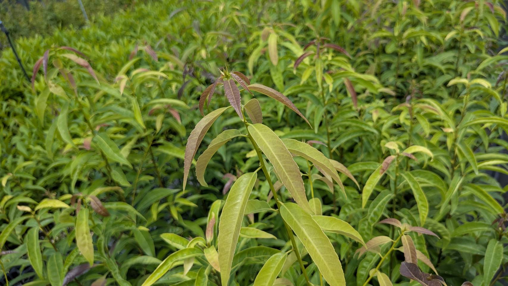 山林苗から生まれた恵み、イキイキ育つ植木の魅力