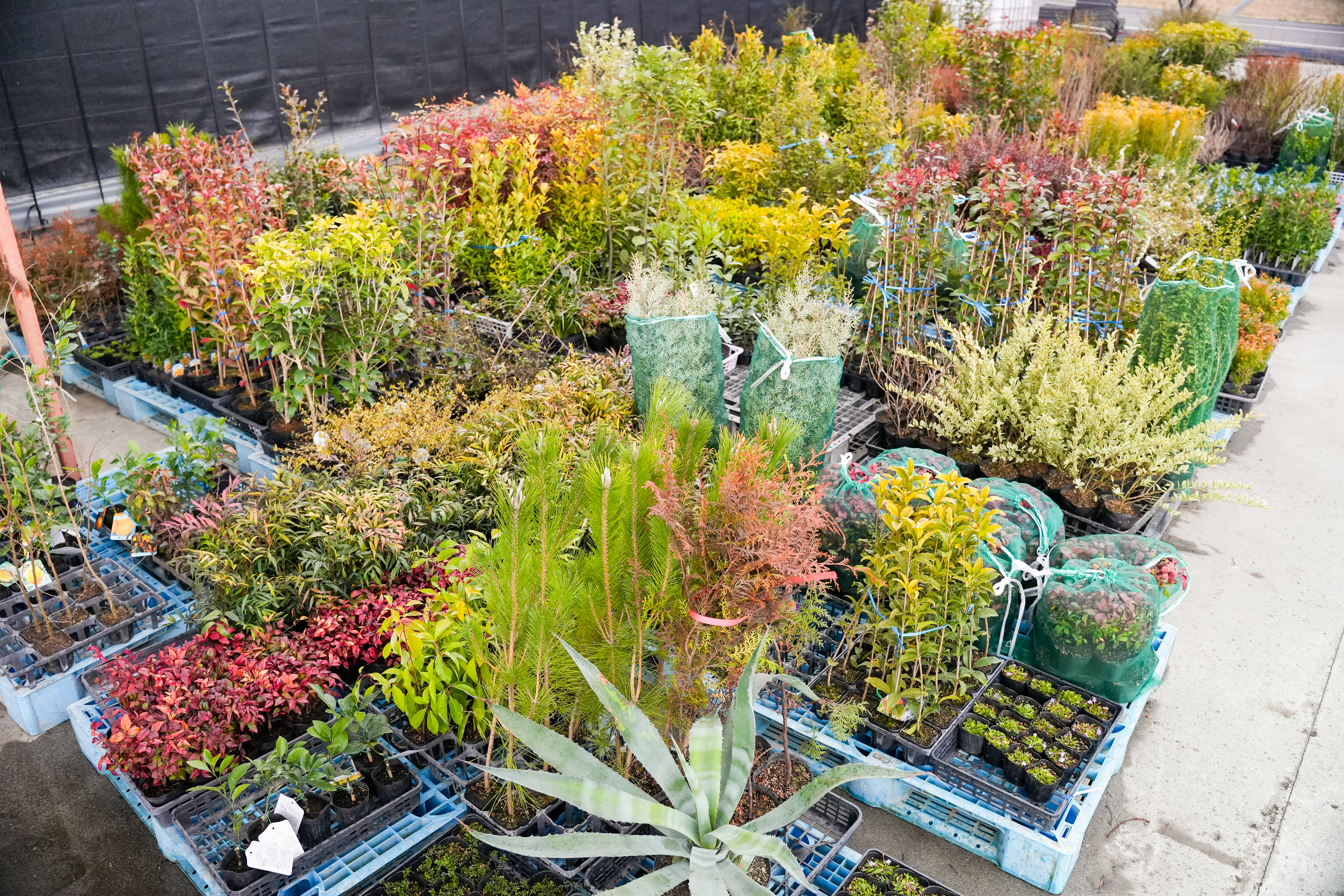 あなたの庭を彩る最高の植木はここに！