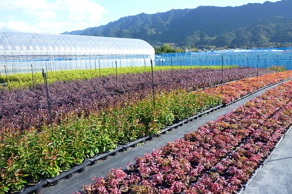 こだわりの植木と苗木を卸価格で提供します！お客様のご注文をお待ちしております。