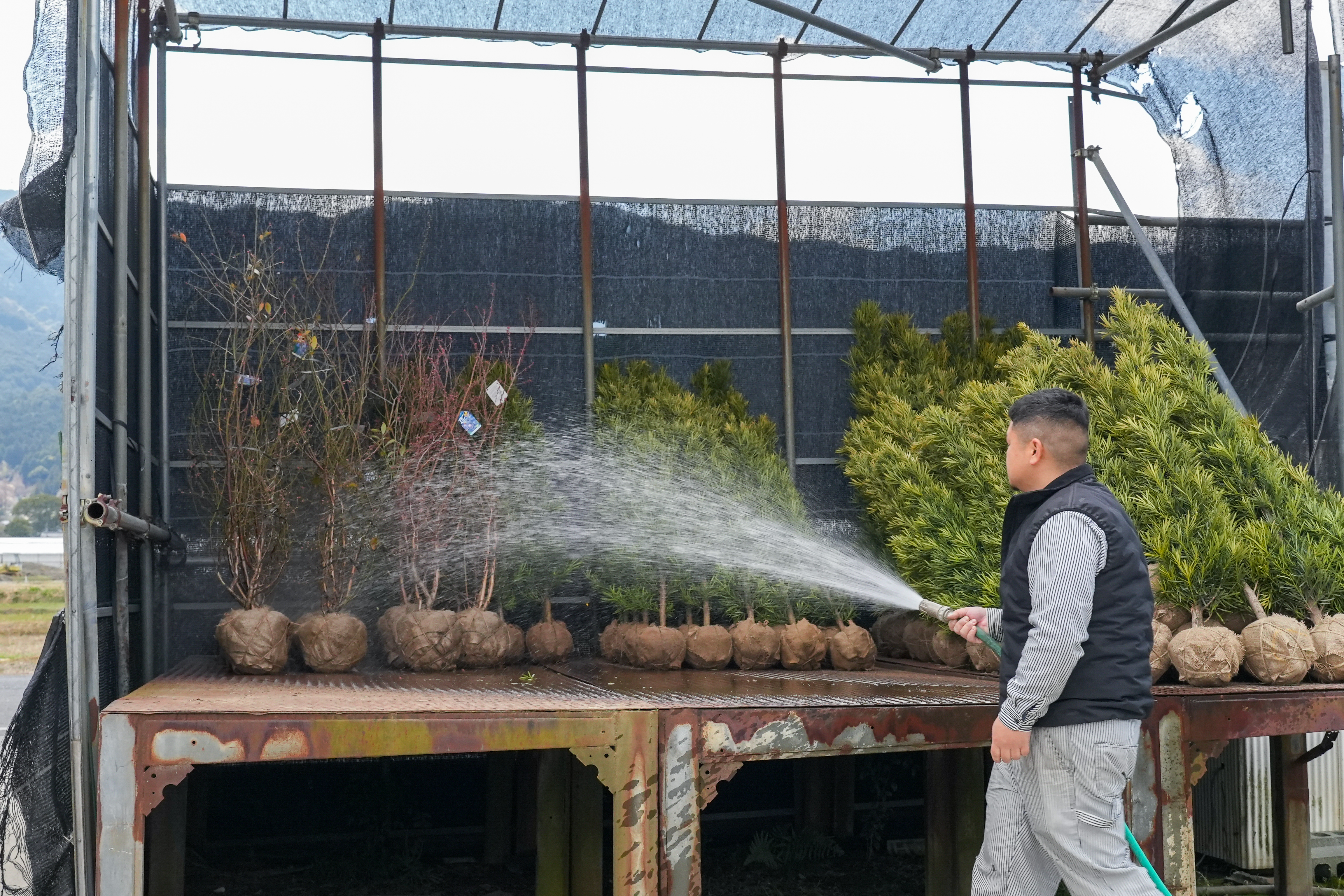 手軽に緑を楽しむ、種類豊富な植木と苗木の卸売サービス！
