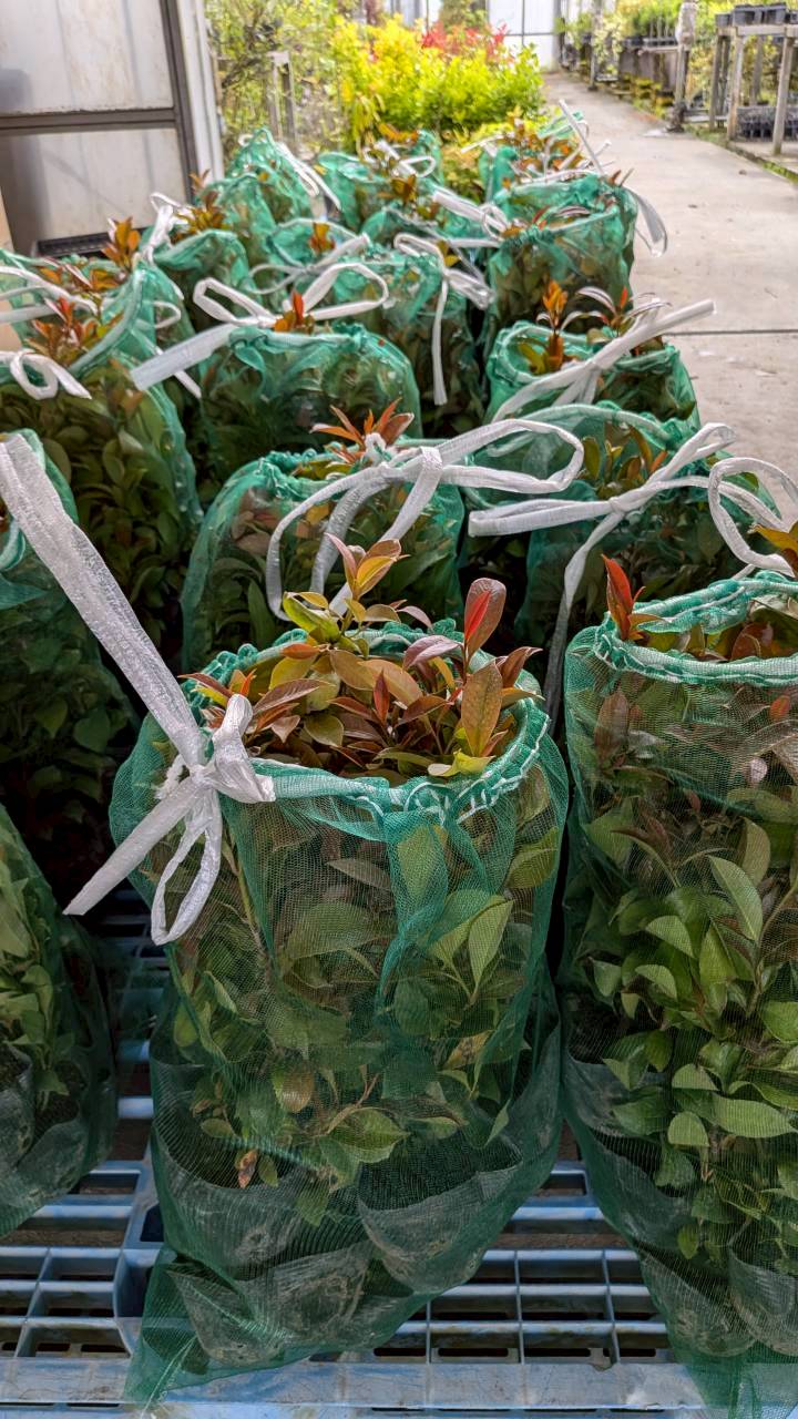全国どこでもお届け！厳選こだわり苗木の大量出荷対応