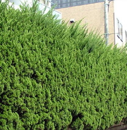 5. 観葉植物を生垣と組み合わせる魅力