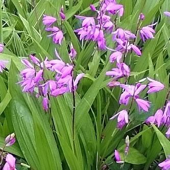 4. 植栽のポイントとは?