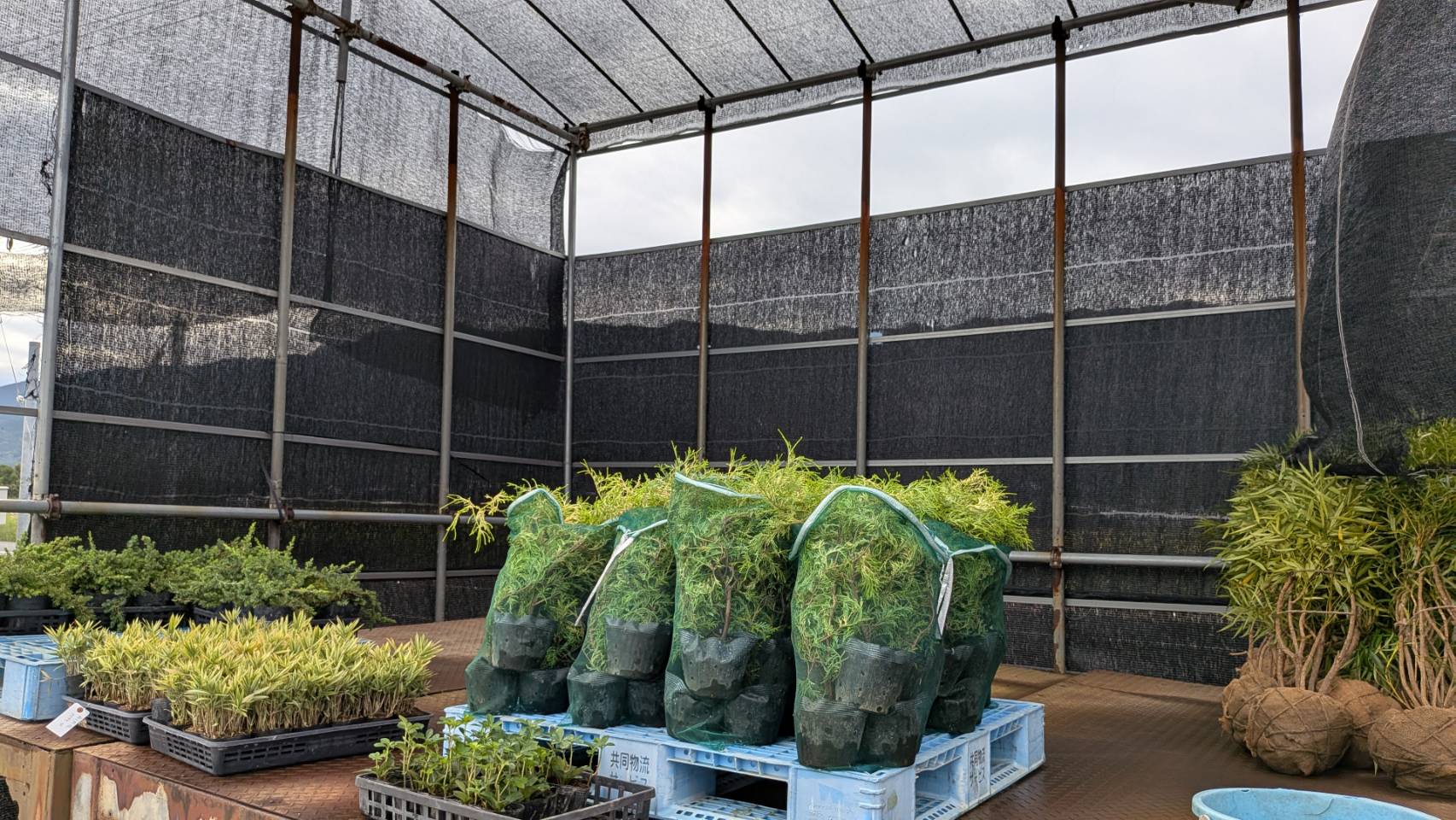豊かな緑を手に入れよう！大量注文にも対応可能な植木・苗木販売