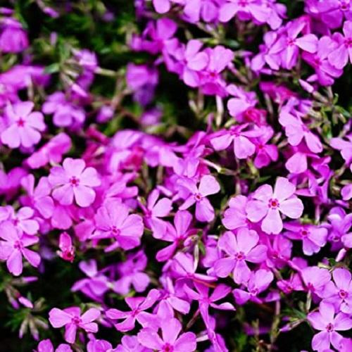 初めての植木仕入れも、親切丁寧にサポート。谷川緑販が、新規業者様の一歩を支えます。