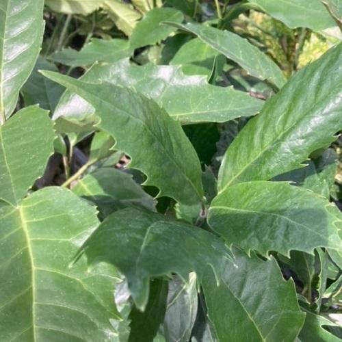 次の現場に必要な植木・苗木を、まずはお気軽にご相談ください