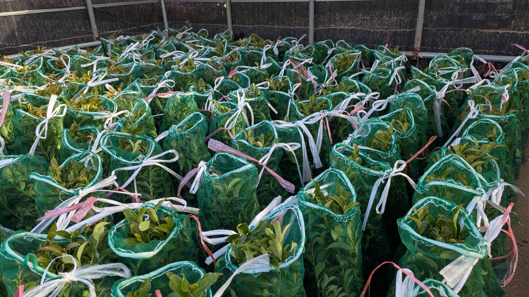 山林苗の大量注文・卸売のご依頼は、まずご相談ください