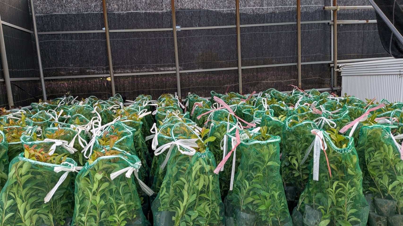 山林苗の大量注文・卸売のご依頼は、まずご相談ください